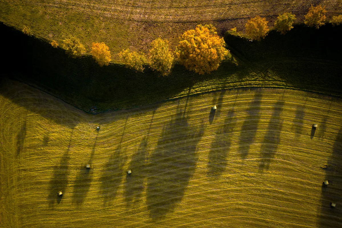 Baumreihe bei Gossau von oben. Die Schatten fallen auf die Wiese.